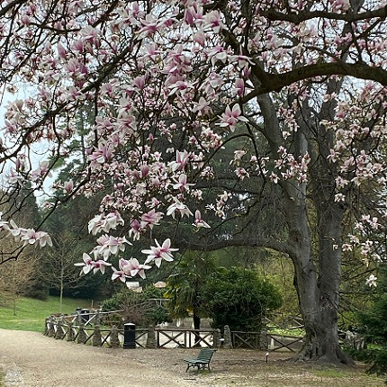Alberi Magnolia